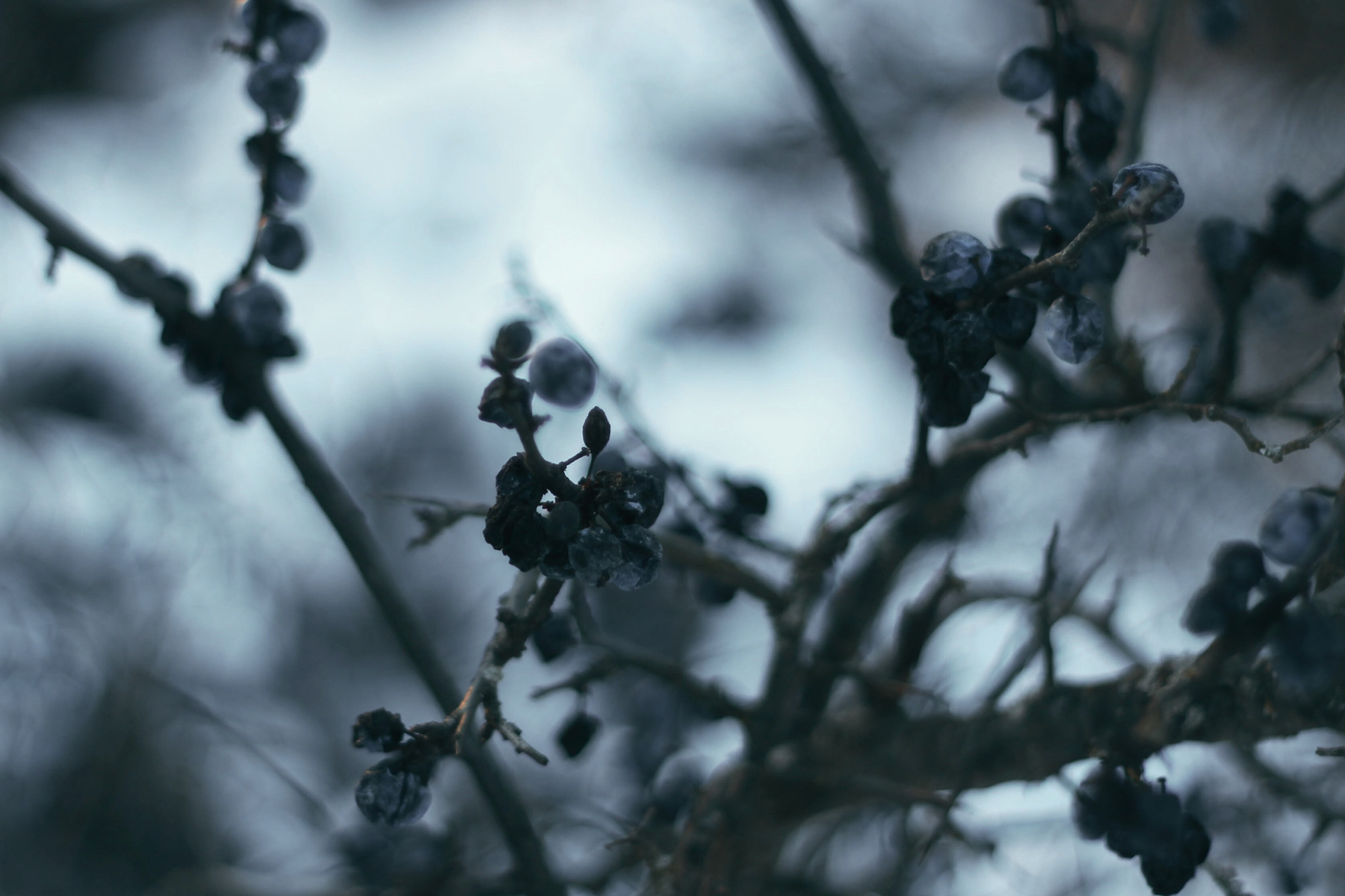 Blackthorn Meaning and Symbolism: Folklore, Myth & Magic of the Blackthorn Tree