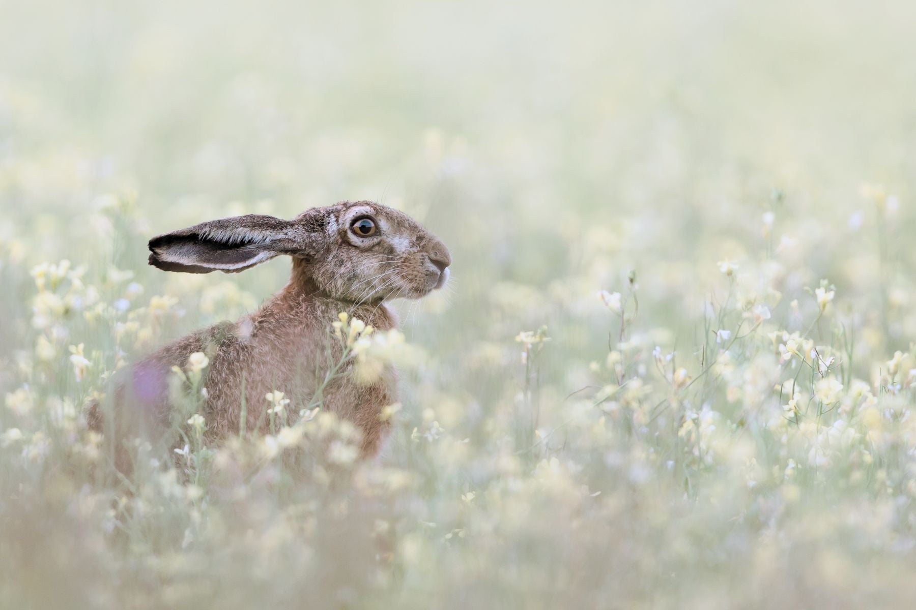 How To Celebrate Ostara