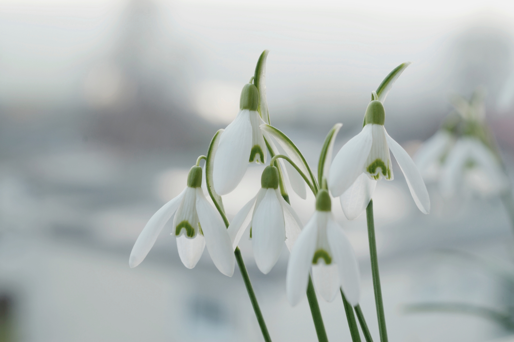 How to Celebrate Imbolc: Traditions, Rituals, and Ideas